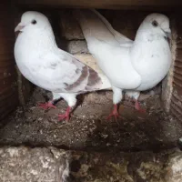 یک جفت کبوتر پرشی