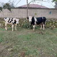 گاونر چالوسی دورگ ۲ راس