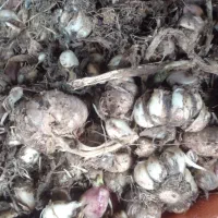 سیر کیلویی ده هزارتومن مناسب کاشت