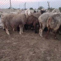 میش داشتی
