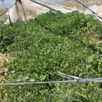 نهال گرجه|گل و گیاه طبیعی|مشهد, تبادکان|دیوار