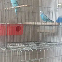 مرغ عشق و عروس هلندی