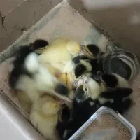 جوجه اردک روسی|حیوانات مزرعه|زرگرشهر, |دیوار