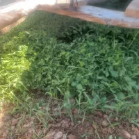 نهال گوجه‌فرنگی