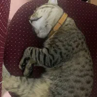 گربه گمشده|گربه|قم, شاه ابراهیم|دیوار