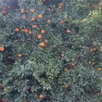 250-متر-باغچه-قابل-ساخت-با-اب-شهری-و-برق