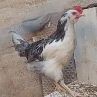 فروش دوعدد جوجه گلین