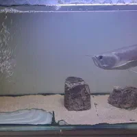 ماهی آروانا سیلور|ماهی|شاهینشهر, شهرک میلاد|دیوار