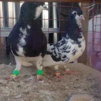 کفترفروشی|پرنده|زبرخان, |دیوار