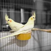 سالن پرورش طوطی عروس هلندی-خرید مستقیم ازپرورشگاه