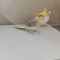 عروس هلندی نر و ماده