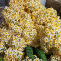 گل نرگس خفر