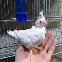 دو عدد جوجه عروس البینو چشم قرمز