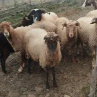 گوسفند زنده|حیوانات مزرعه|سیاهکل, |دیوار