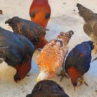 مرغو خروس محلی