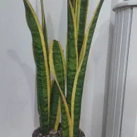 گل سانسوریا