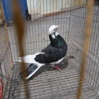 توقی کبوتر مرغ عشق|پرنده|نکا, |دیوار