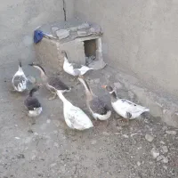 فروش قوغاز خاکستری اکراینی