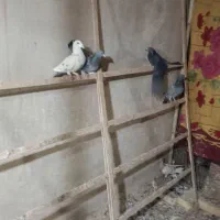 زاجر کیلومتری|پرنده|یزد, |دیوار