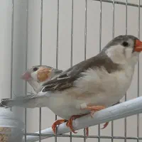 باسلام خدمت کاربران دیوار چند جفت فنج زبرا انگلیسی