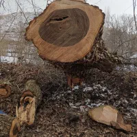 خرید برش درخت و چوب|خدمات باغبانی و درختکاری|محمدیه-قزوین, |دیوار