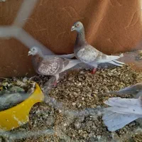 کبوتر سرخ مسافتی ذات قدیم عطیقه|پرنده|گنبد کاووس, |دیوار