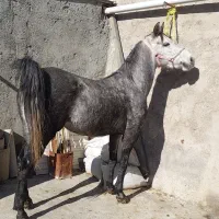 فروش مادیان کرد.نوه شورش شریف