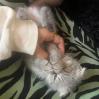 بچه گربه اسکاتیش ۱۳ م + ۴ م وسیله رایگان|گربه|کرمان, |دیوار