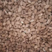 مغز بادام کوهی الوک/تلخ/ارگانیک/طبیعی/عمده