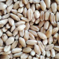 گندم برات بوجاری شده