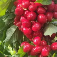 5هزار-متر-باغ