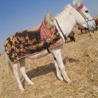 خر نر اخته درشت و قچاق گلگی و بار کش.