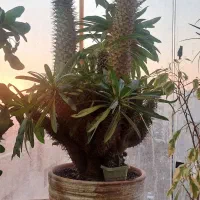 نخل خاص دفورمه وپراز تنه جوش