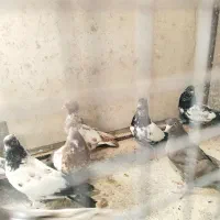 کبوتر|پرنده|مشهد, اقبال|دیوار