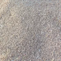 گندم بردسیر برای پخت نان|خوردنی و آشامیدنی|بردسیر, |دیوار