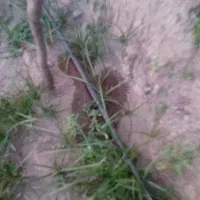 فروش نهال گوجه محلی