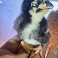 تولید اقتصادی جوجه|لوازم جانبی حیوانات|سیرجان, |دیوار