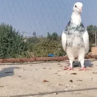 کبوتر