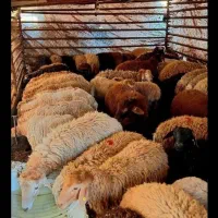 فروش گوسفند زنده دشت مغان از روستاهای قوچان|حیوانات مزرعه|تهران, خانی‌آباد|دیوار