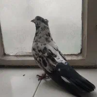 کبوتر نر قاره کاکلی شمرونی سو قدیم آس و ی نر زرد