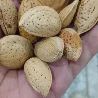 بادام گردو و آلوچه