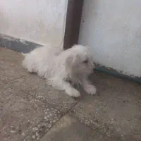 سگ نژاد دار