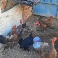 مرغ تخمگذار