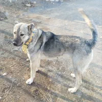 ماده عراقی|سگ|خمین, |دیوار