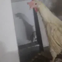 یه دونه مرغ سفید