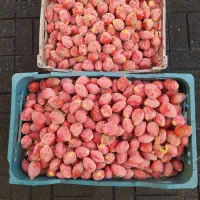 فروش بذر سیکاس آماده کاشت|گل و گیاه طبیعی|آستانه اشرفیه, |دیوار