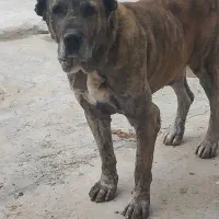 فروش سگ افغان ۴ساله درجه