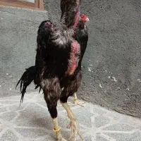 خروس لاری اوشامو. وجوجه.