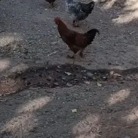 خروس جوان|حیوانات مزرعه|ضیاء آباد, |دیوار