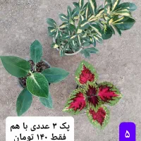 گل های زیبا|گل و گیاه طبیعی|فاضل آباد, |دیوار